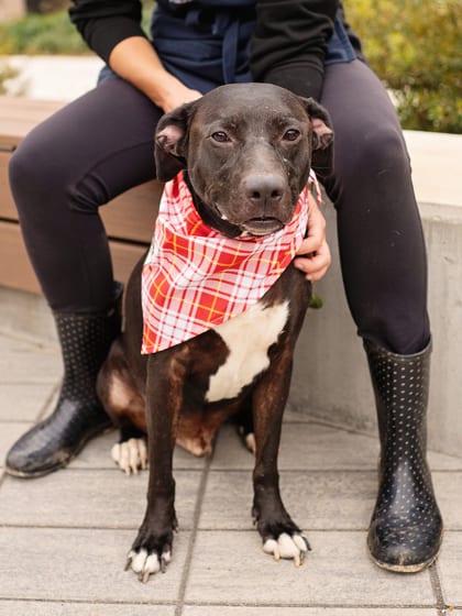 Photo of Cooper, adoptable dog in Atlanta, Georgia