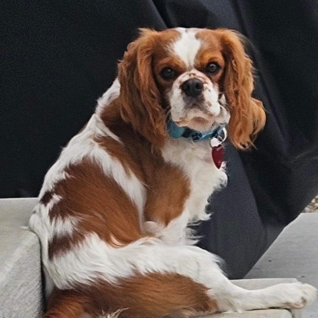 Photo of Valor, adoptable Spaniel, Cavalier King Charles in Decatur, Illinois