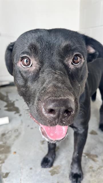 Photo of Soba, adoptable Labrador Retriever in Rosenberg, Texas