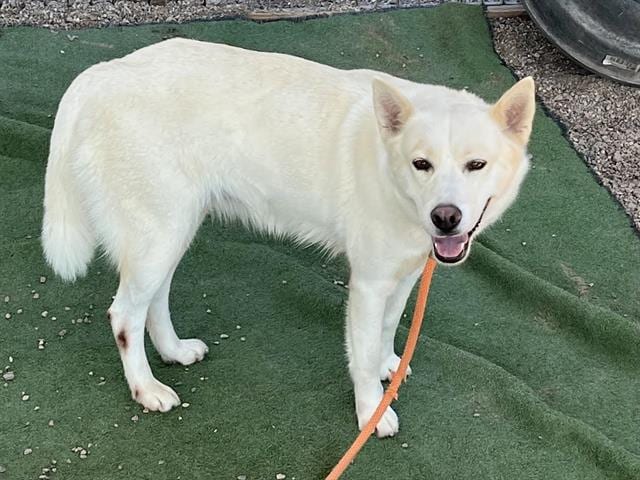 Photo of Mina, adoptable dog