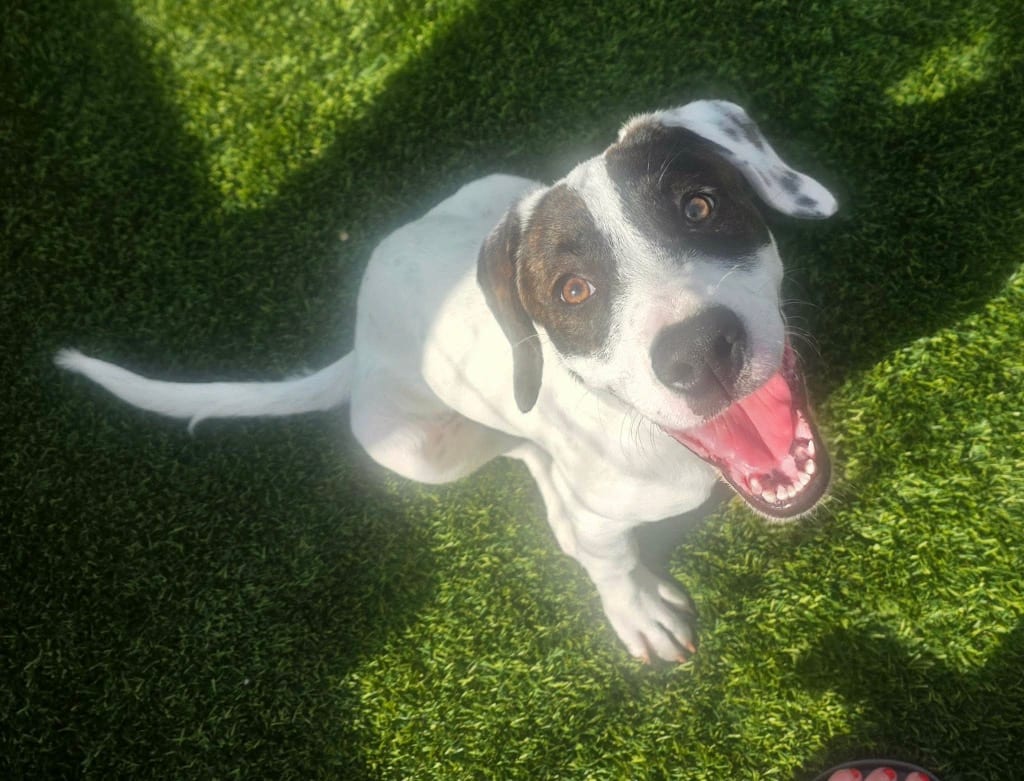 Photo of Pineapple, adoptable American Bulldog in Arkansas