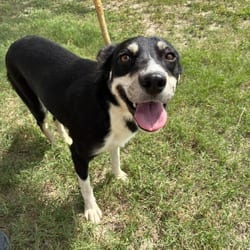 Photo of Sophie Rose JuM, adoptable Husky Australian Kelpie in Nashville, Tennessee