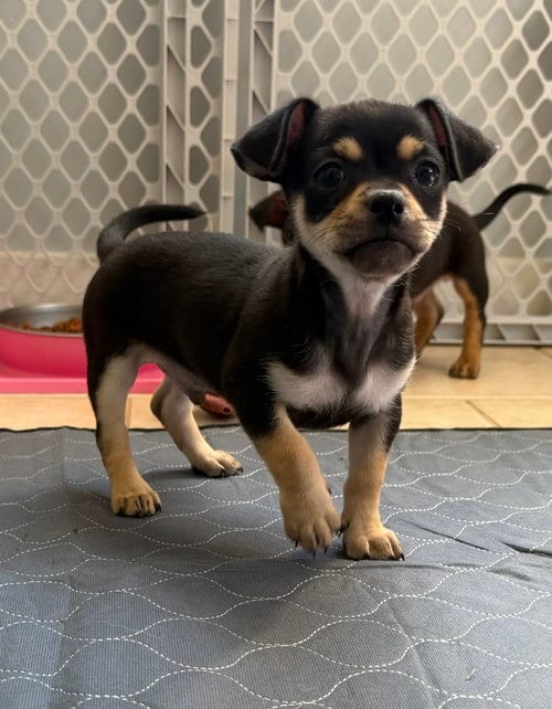 Photo of Sons of Dracula : Homer, adoptable Chihuahua in Aurora, Indiana