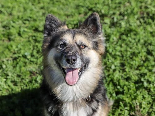 Photo of Chula, adoptable German Shepherd Dog in Ojai, California