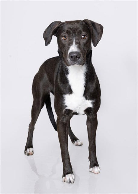 Photo of Mamma, adoptable Pit Bull Terrier in Ogden, Utah