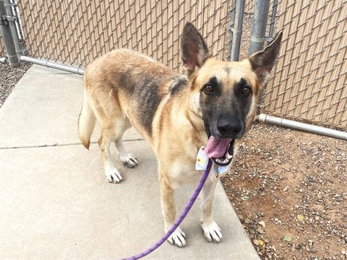 Photo of Applestrudel, adoptable German Shepherd Dog in Phoenix, Arizona