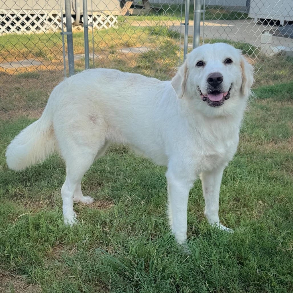 Photo of Cloudy 26-08-116, adoptable Pyrenees, Great in Bastrop, Texas