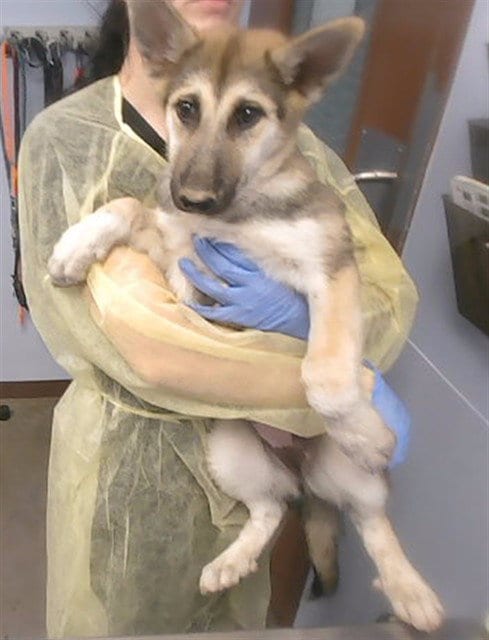 Photo of Thunderbird, adoptable German Shepherd Dog in Phoenix, Arizona