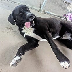 Photo of Goofy, adoptable Mixed Breed (Large) in Emmett, Idaho