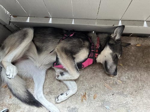 Photo of Bloom, adoptable Husky in San Antonio, Texas
