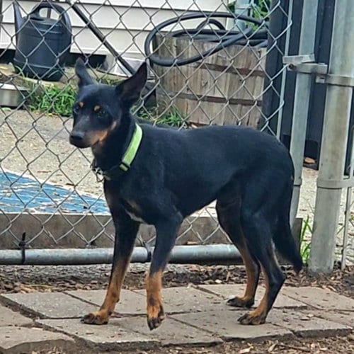 Photo of Delmar, adoptable Miniature Pinscher in Bloomingdale, New Jersey