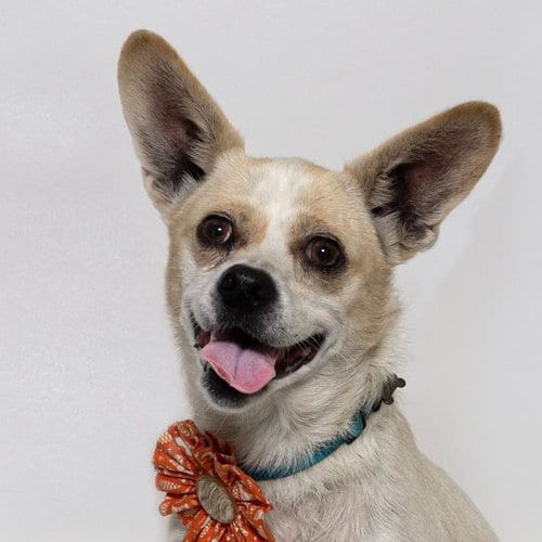 Photo of Trudy, adoptable Chihuahua in Santa Maria, California