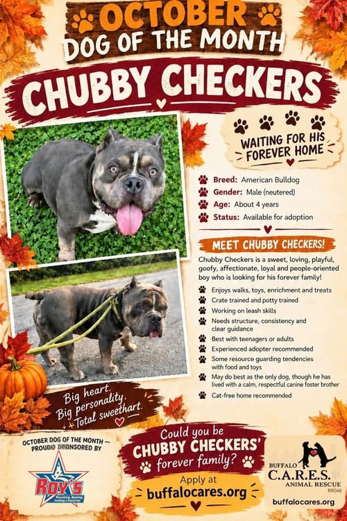 Photo of Chubby Checkers, adoptable American Bulldog in Tonawanda, New York