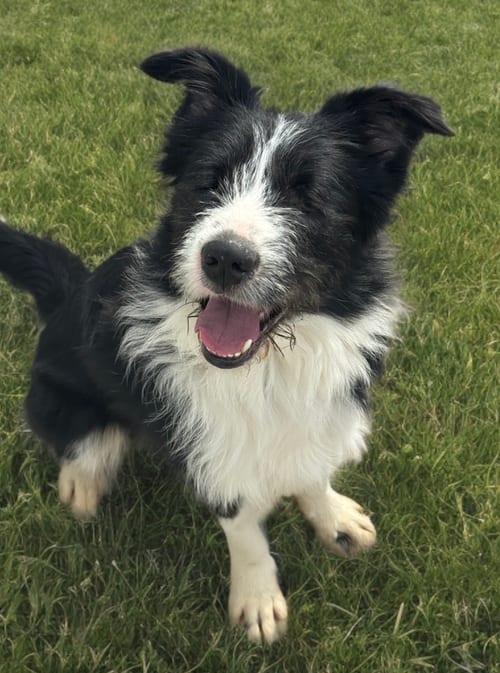 Photo of Oliver (blind), adoptable Terrier in Newport Beach, California