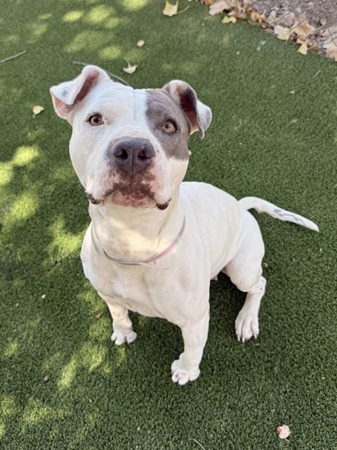 Photo of Bella, adoptable Pit Bull Terrier in Castaic, California