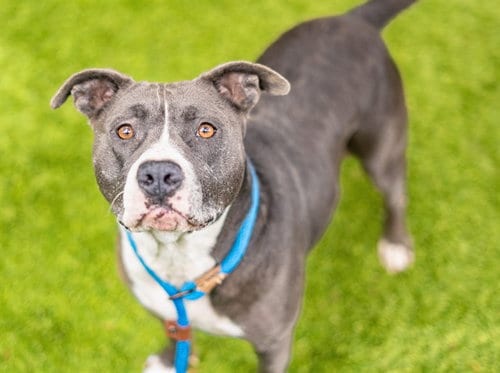 Photo of Babez, adoptable Pit Bull Terrier in San Jose, California