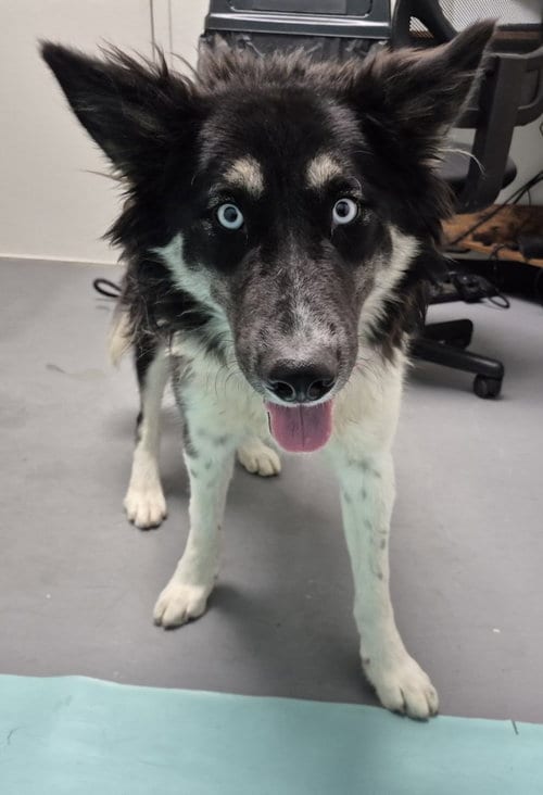Photo of Breeze, adoptable Border Collie in Fort Collins, Colorado
