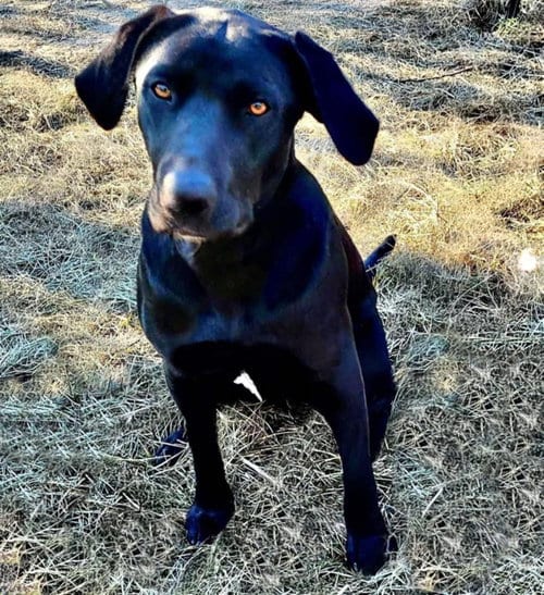 Photo of Bella Lea, adoptable Labrador Retriever in Mobile, Alabama
