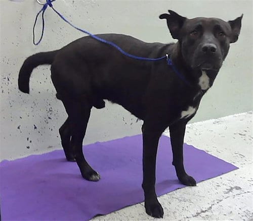 Photo of Marky, adoptable German Shepherd Dog in Houston, Texas