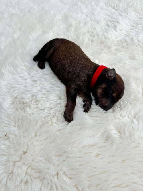 Photo of New Light Litter Cosmo Red Collar - Located in CA, adoptable Belgian Shepherd Malinois in Imlay City, Michigan