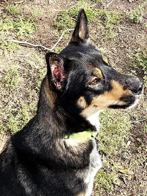 Photo of Brooke, adoptable dog