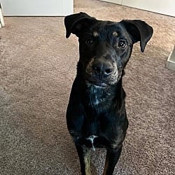 Photo of Rocky, adoptable Shepherd (Unknown Type) Labrador Retriever in Coldwater, Michigan
