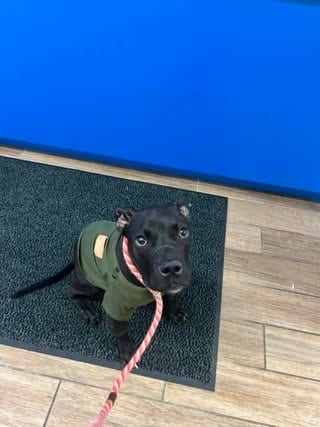 Photo of Tommy Pickles, adoptable Labrador Retriever in Rowlett, Texas