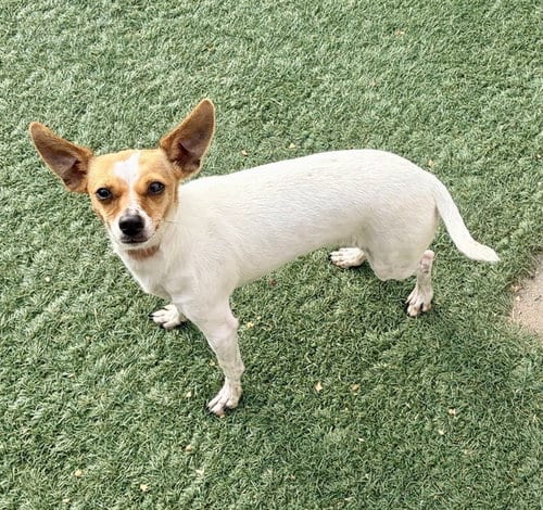 Photo of Chiquis, adoptable Chihuahua in Salinas, California