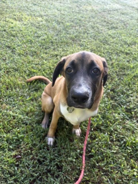 Photo of Honda, adoptable Hound in Chapel Hill, North Carolina