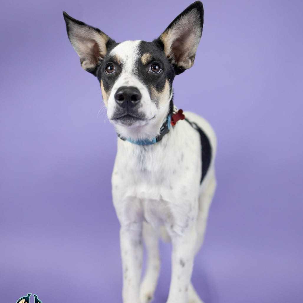 Photo of Astro, adoptable Cattle Dog, Australian (Blue Heeler) in Portland, Oregon