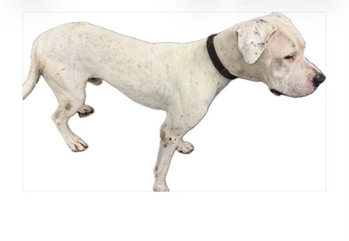 Photo of Vader, adoptable Dogo Argentino in Miami, Florida