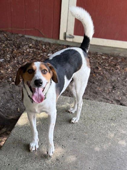 Photo of Jerry, adoptable Hound in North Myrtle Beach, South Carolina