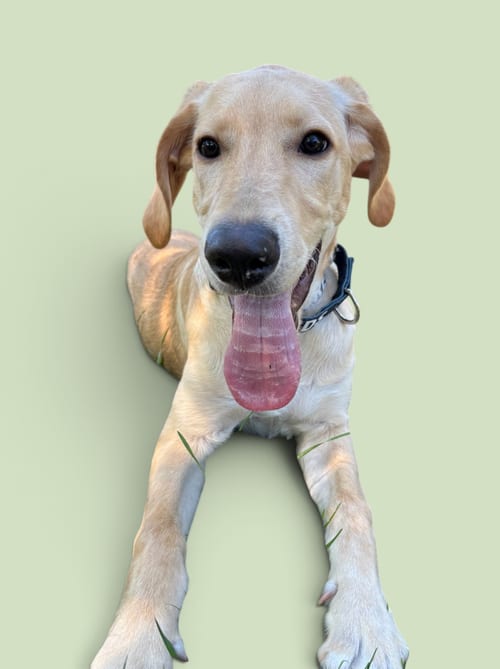 Photo of Tanner, adoptable Labrador Retriever in Rockville, Maryland