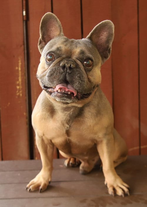 Photo of Paco, adoptable French Bulldog in Oakland Park, Florida