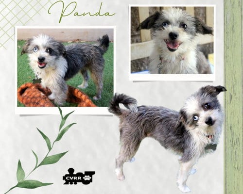 Photo of Panda, adoptable Terrier in Lindsay, California