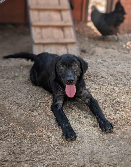 Photo of August, adoptable Flat-coated Retriever in Fort Worth, Texas