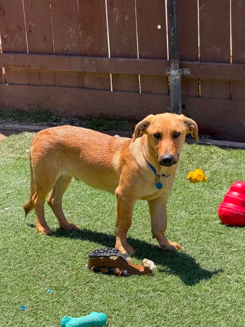Photo of Jojo, adoptable Labrador Retriever in San Diego, California