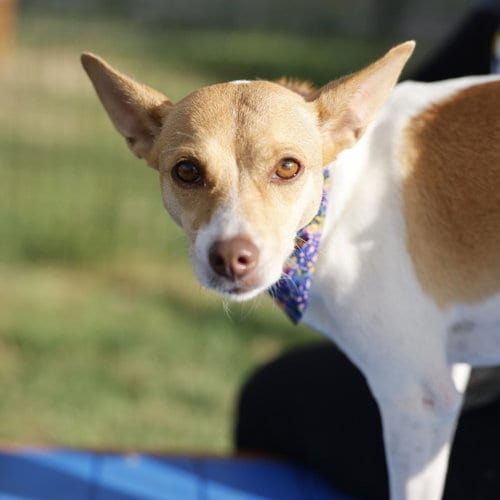 Photo of Charlie, adoptable Terrier in San Antonio, Texas