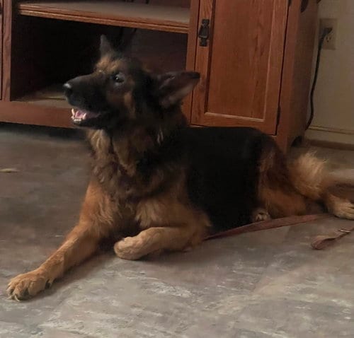 Photo of Duo 7548, adoptable Unknown breed (long coat) in Centreville, Virginia