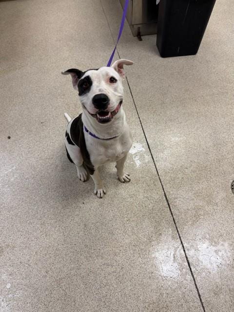 Photo of Spottie, adoptable Pit Bull Terrier in Riverside, California