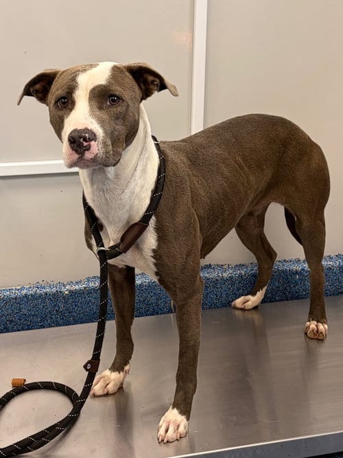 Photo of Flower, adoptable Pit Bull Terrier in Tarboro, North Carolina