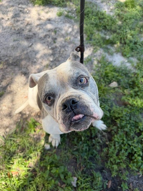 Photo of Meatball, adoptable American Bulldog in Fort Lauderdale, Florida