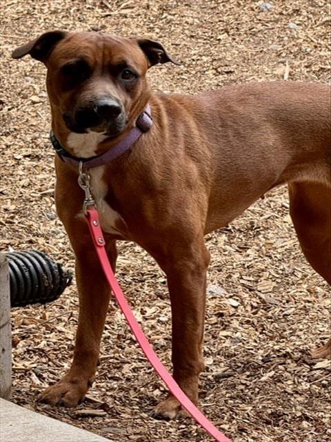 Photo of Zara, adoptable American Pit Bull Terrier in South Lake Tahoe, California