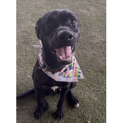 Photo of Krispy, adoptable Terrier (Unknown Type, Medium) in Doral, Florida