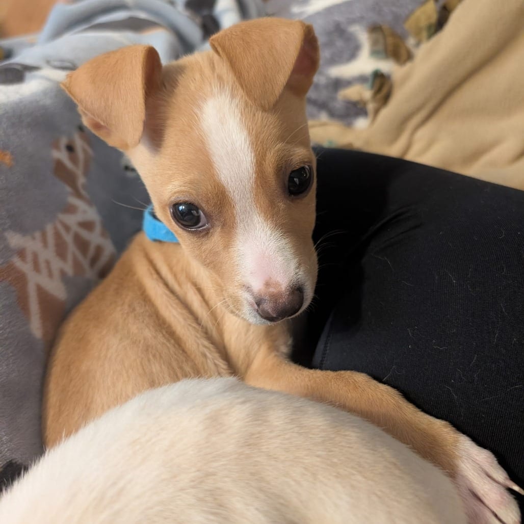Photo of Elpis D12380, adoptable Terrier, American Pit Bull / Chihuahua in Princeton area, Minnesota