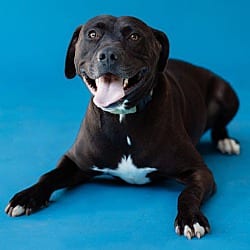 Photo of Hank, adoptable Labrador Retriever in Pegram, Tennessee