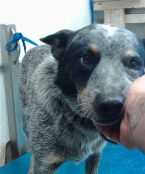 Photo of Fellow, adoptable Australian Cattle Dog/Blue Heeler in San Bernardino, California