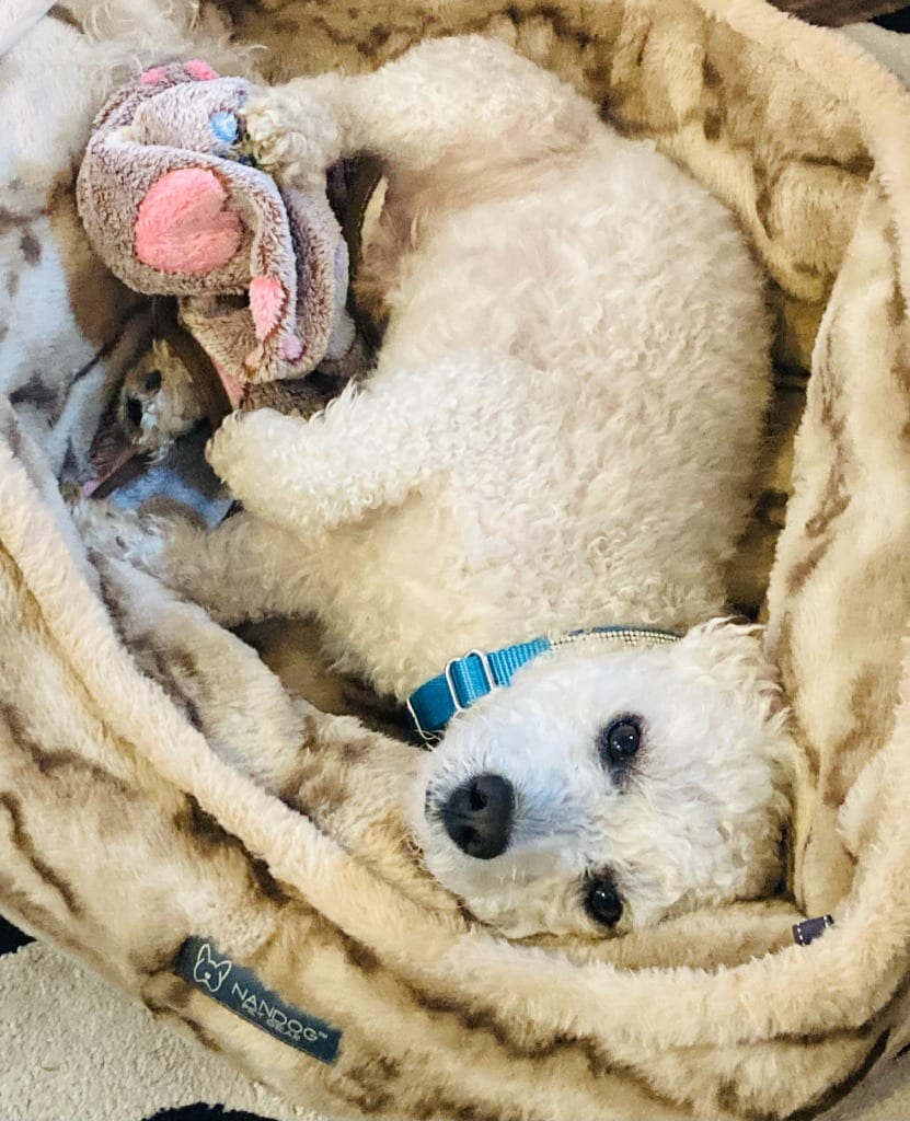 Photo of Chimi, adoptable Poodle in West Bloomfield, Michigan