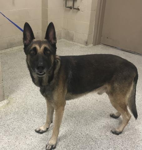Photo of Frank, adoptable German Shepherd Dog in Conroe, Texas