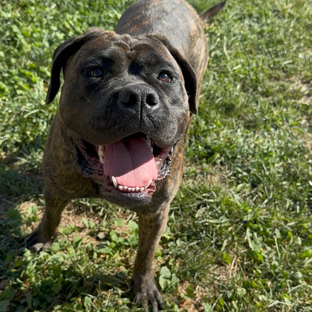 Photo of Gretchen, adoptable Mastiff, Cane Corso / Mastiff in California, California